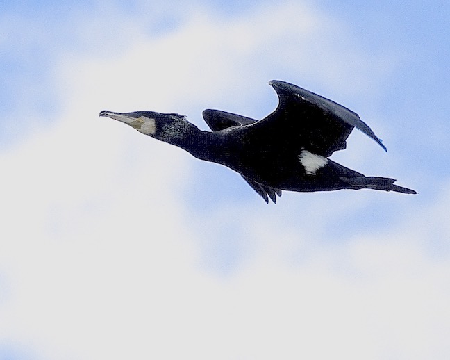 cormorant
